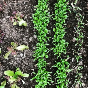 farm4
